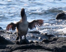 Imagen Cormorant no volador